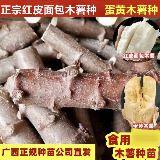 容县木薯种苗  广西红皮白肉面包木薯种