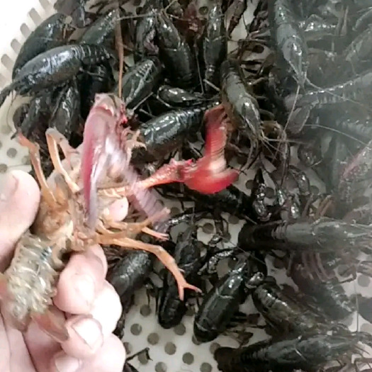 监利市三塘水产养殖专业合作社小龙虾上市啦