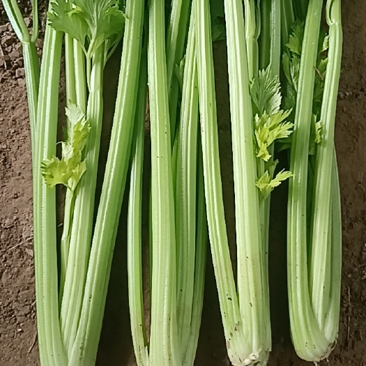 通许县蔬菜，芹菜