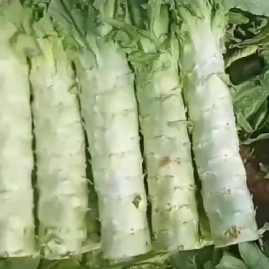 清丰县精品莴笋，万亩莴笋基地，产地直发，全国代发