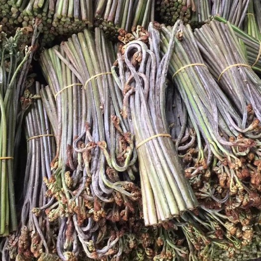 攸县大量现货供应每天现摘现发野生新鲜蕨菜龙爪菜