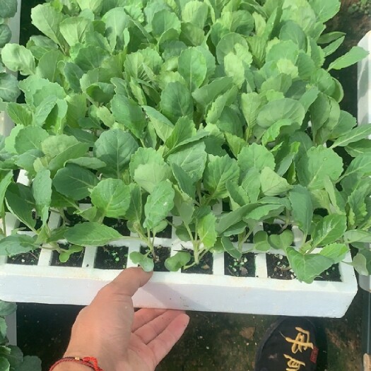 武山县花椰苗