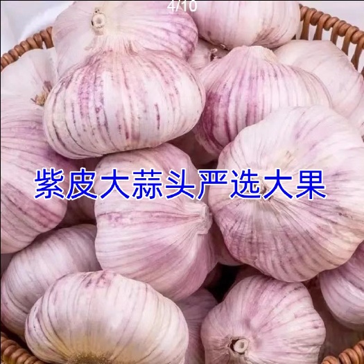安徽阜阳紫皮大蒜头品晒干白皮大蒜头批发零售
