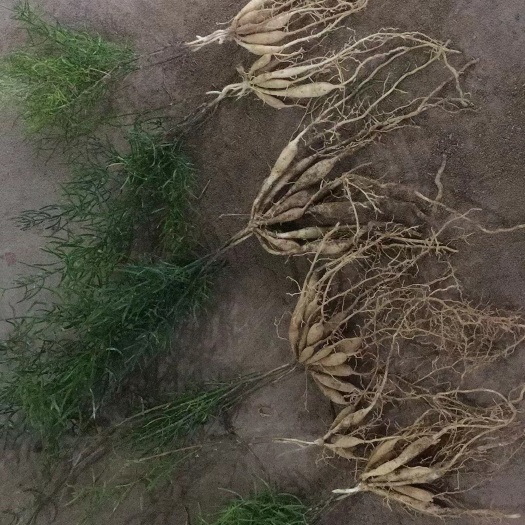 长沙天冬种苗天冬种植技术天冬收购加工