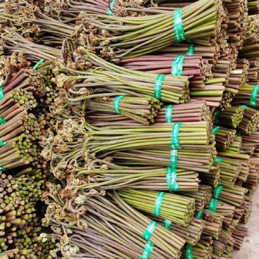 衡东县新鲜蕨菜￼ 大量现货批发市场 寻找供应商￼