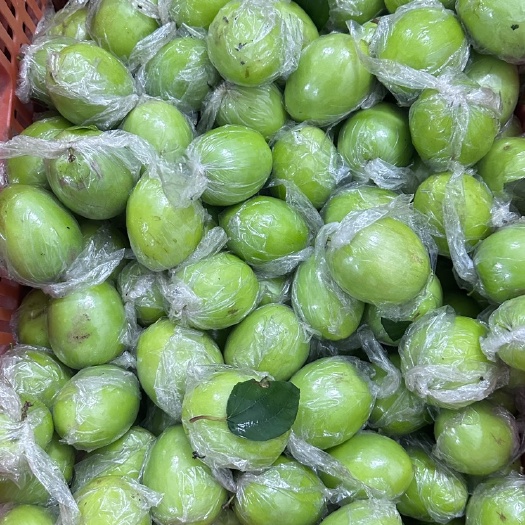 平南县广西平南县大青枣，蜜丝枣，牛奶枣，万亩青枣基地大量上市