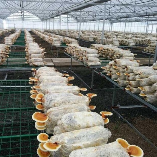冠县灵芝孢子粉原粉