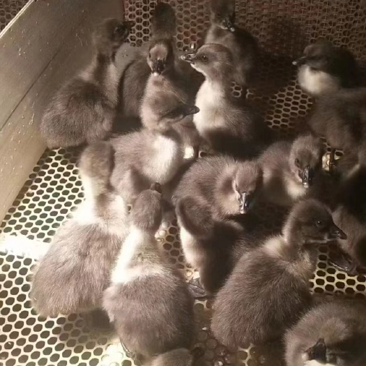 南宁狮头鹅苗