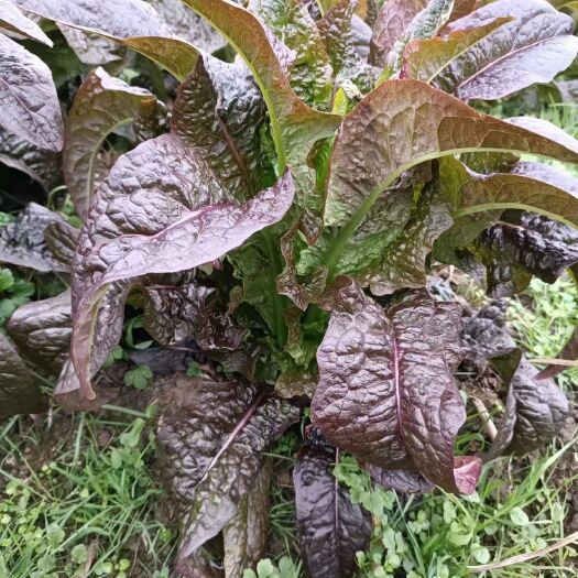 南丹县待售莴笋，4月上市