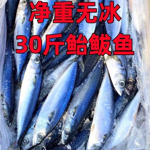 无锡新鲜冷冻青鱼鲐鲅鱼青占鱼青条鱼20斤30斤一斤2到3条整箱批
