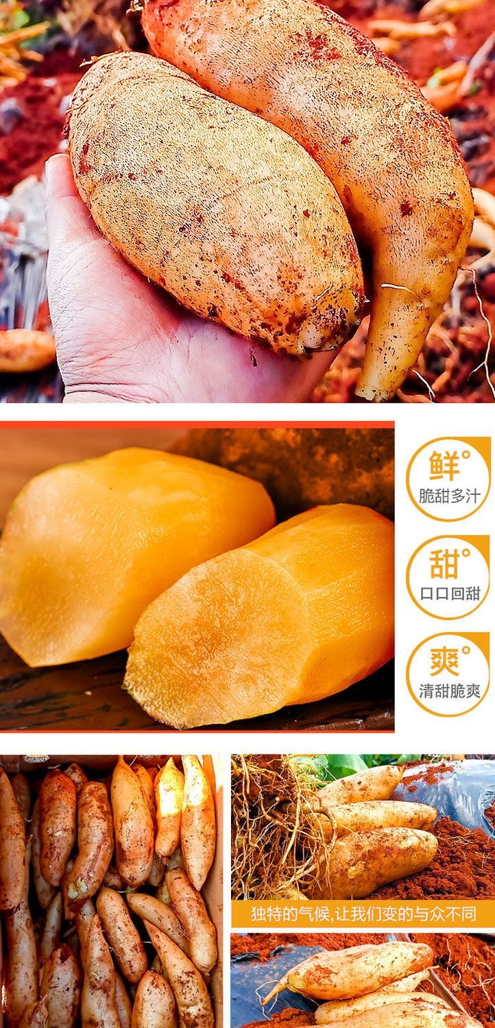 云南天山雪莲果（10斤/5斤）中大果非常甜脆
