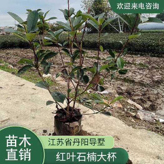 常州红叶石楠大杯