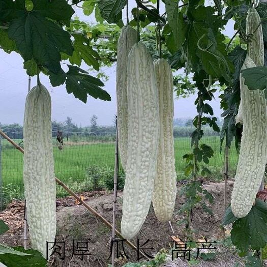 济南白玉长白苦瓜种子 白苦瓜种子颜色正，易种好管理
