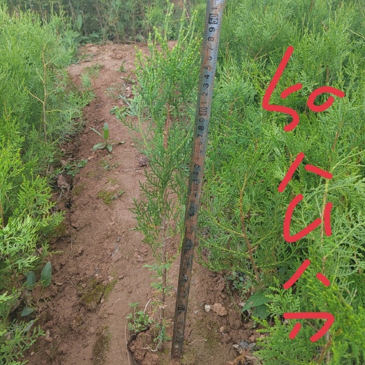 青州市大量供货:50公分-1侧柏杯一级苗。需要的联系