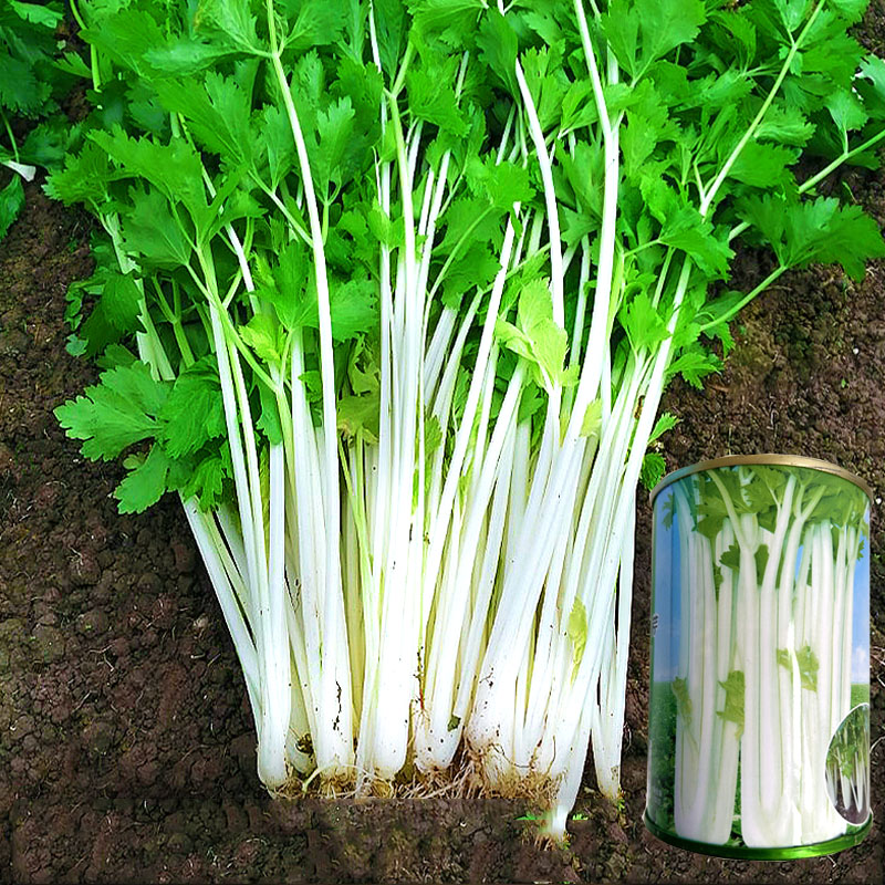 实心白杆芹菜种子 白帝实心芹种籽 早熟 香味浓郁特菜籽