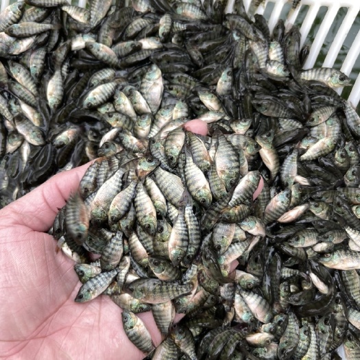 儋州市海南一号罗非鱼苗，福寿鱼苗，