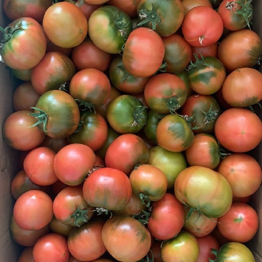 盘锦盘锦草莓西红柿碱地柿子草莓柿子水果番茄一件代发番茄