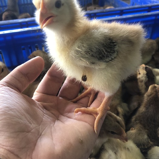 南宁脱温k9鸡苗