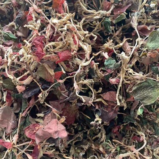 红霞金线莲小苗(价格便宜，质量不错)