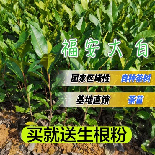 福安市福安大白茶树苗 福建福安茶树苗基地直销