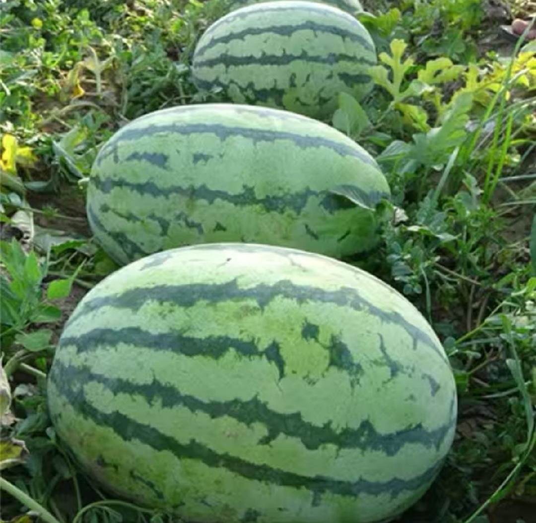 花皮西瓜种子沙漠花蜜西瓜种子瓜农农户种植户