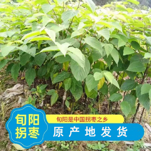 旬阳市拐枣之乡原生拐枣树苗2年生拐枣苗均匀种植拐枣树苗