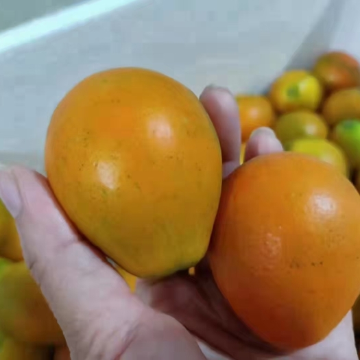 金堂县脆蜜金柑苗，大果金柑，嫁接苗，品质保证