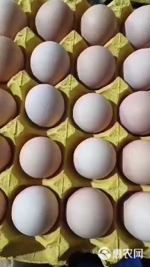 湖北武汉 双色土鸡蛋 新扬黑 粉八 大码10—11个头一斤