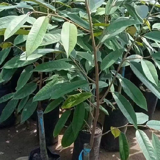 惠州榴莲树嫁接苗黑刺猫山王金枕榴莲果树苗原杯带也叶发货