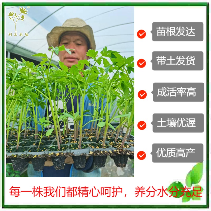 西红柿苗番茄苗基地生产大红番茄基质苗优质硬果亩产可达2万斤