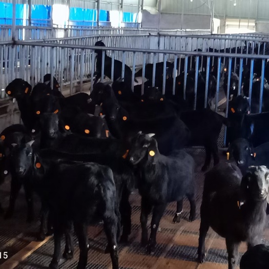 新余肉羊 50-80斤