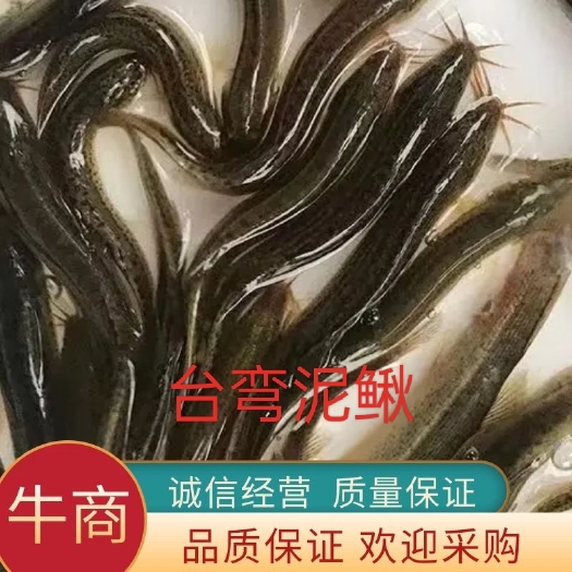 佛山台弯泥鳅苗 小泥鳅 泥鳅苗 活体放生 鱼饲料．放生，易养活