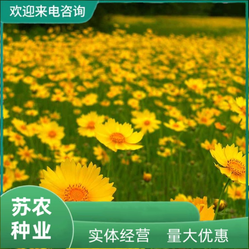 沭阳县多年生大花金鸡菊种子 四季易播速生金钱菊花籽景观花卉花海种子