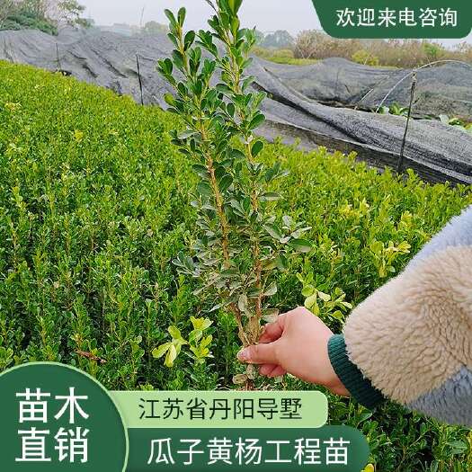 常州瓜子黄杨工程苗