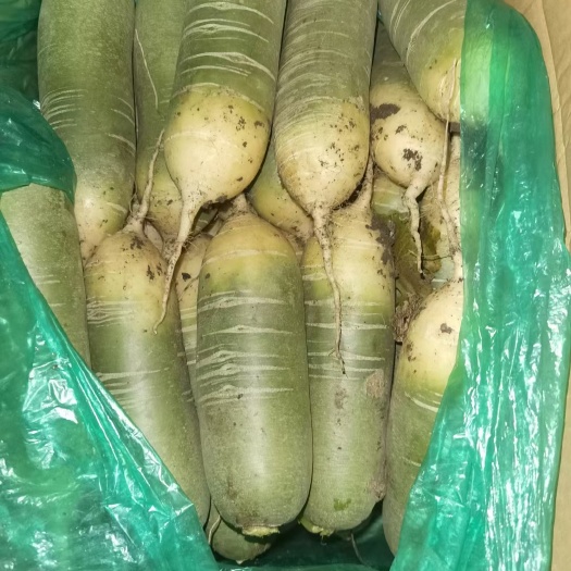 肥城市青萝卜 大量供应肥城冷库精品水果萝卜，量大从优欢迎致电。