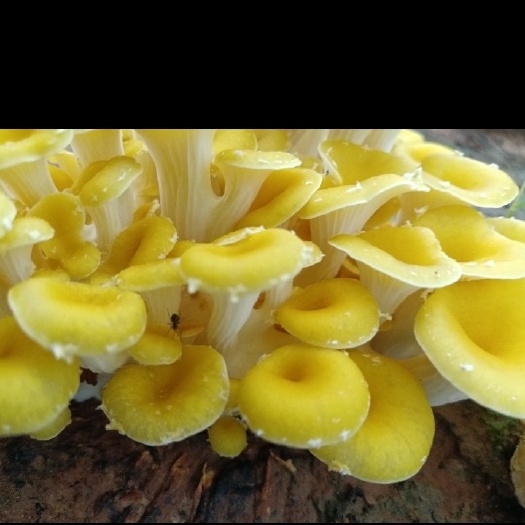 昆明鸡油菌  新鲜鸡油黄，基地直供，现采现发，空运直达，全国市场