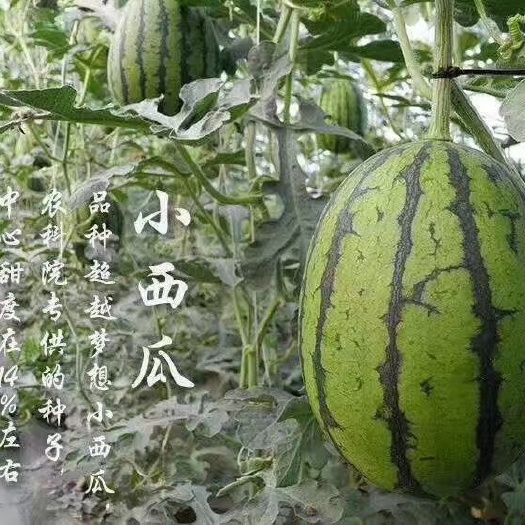礼品小吊西瓜