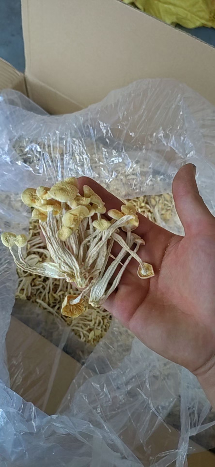 海鲜菇白玉菇量大优惠古田