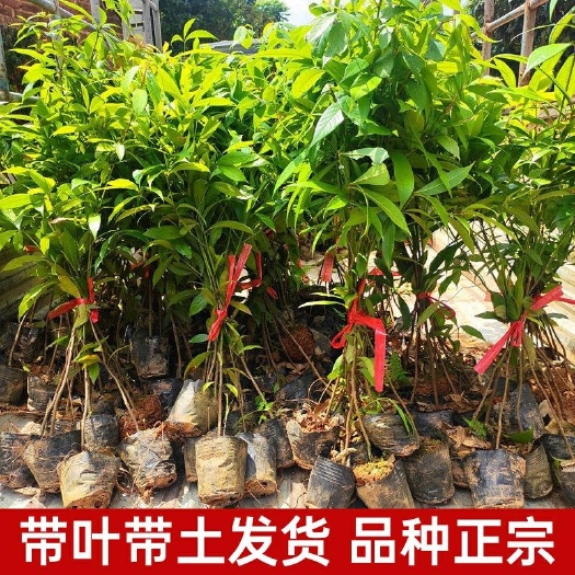 普宁市小叶桢楠基地直销量大优惠现货不多