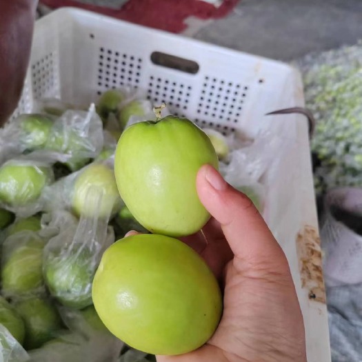 南靖县福建漳州青枣，牛奶枣，蜜枣产地一手货源，大量供应……