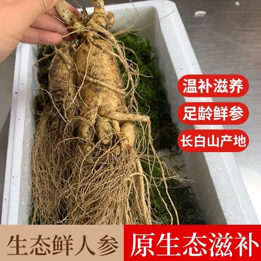 通化县【产地直销】长白山鲜参吉林人参林下参山参农户自产自销