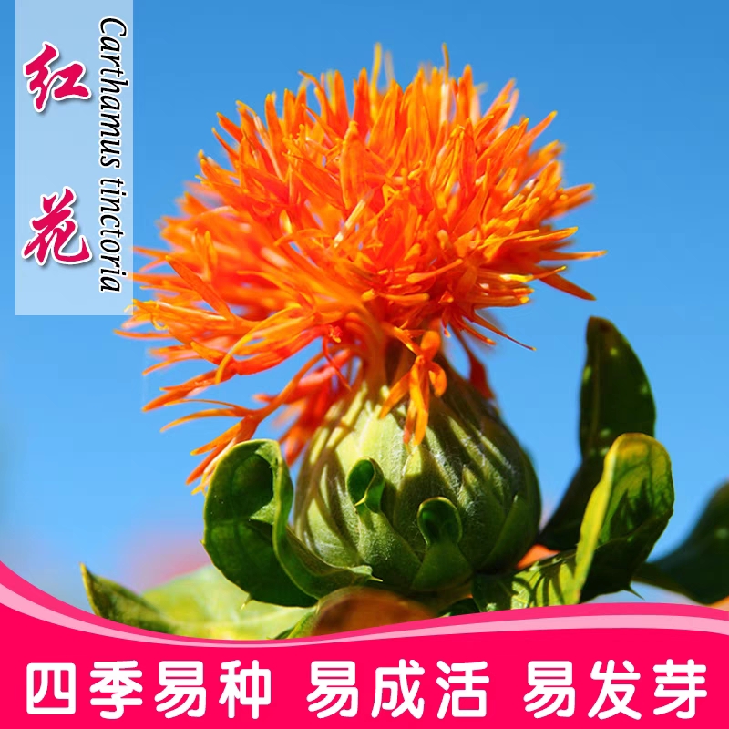沭阳县红花种子藏红花种子新疆产草红花籽正品纯新大田种植种子发芽率高