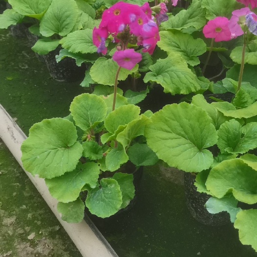 成都大花樱草