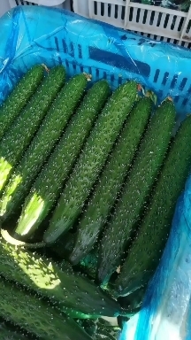 兰陵县精品中精品黄瓜