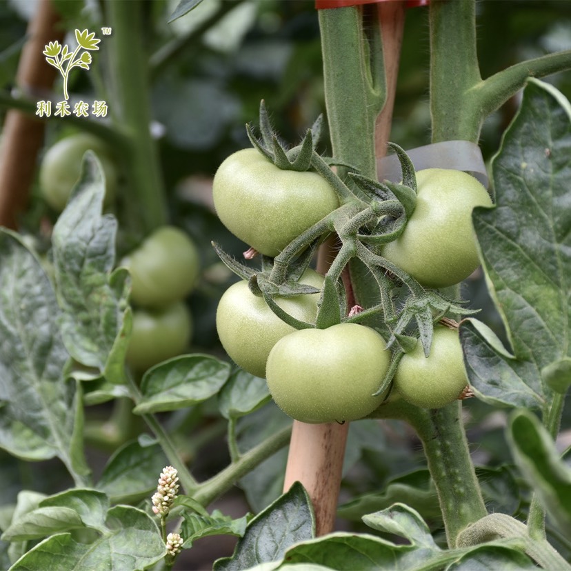 西红柿苗番茄苗基地生产大红番茄基质苗优质硬果亩产可达2万斤