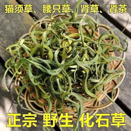 小金县肾精茶化石草猫须草茶藏区高海拔男性强壮养生石苇草冲泡