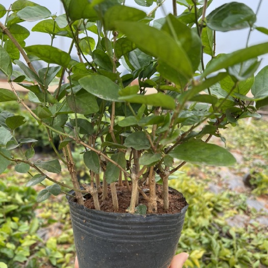 横州市2025年春大量供应茉莉花苗盆栽双瓣茉莉货车专车发货芳香白色