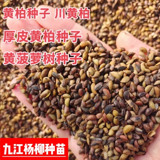 九江今年新采黄柏种子 川黄柏种子 厚皮黄柏 黄菠萝种子