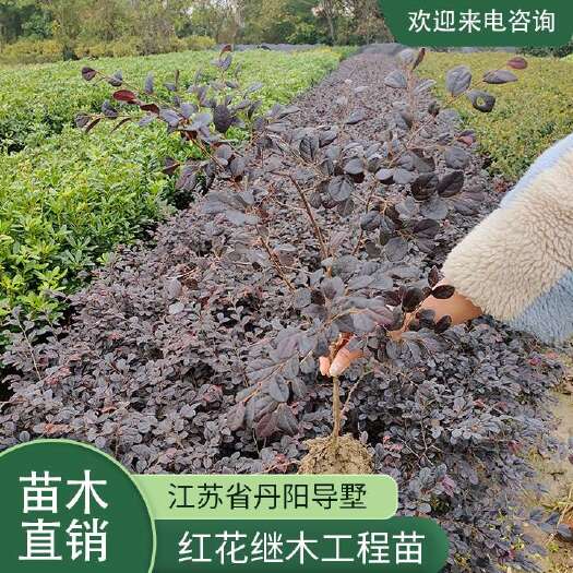 常州红花继木工程苗