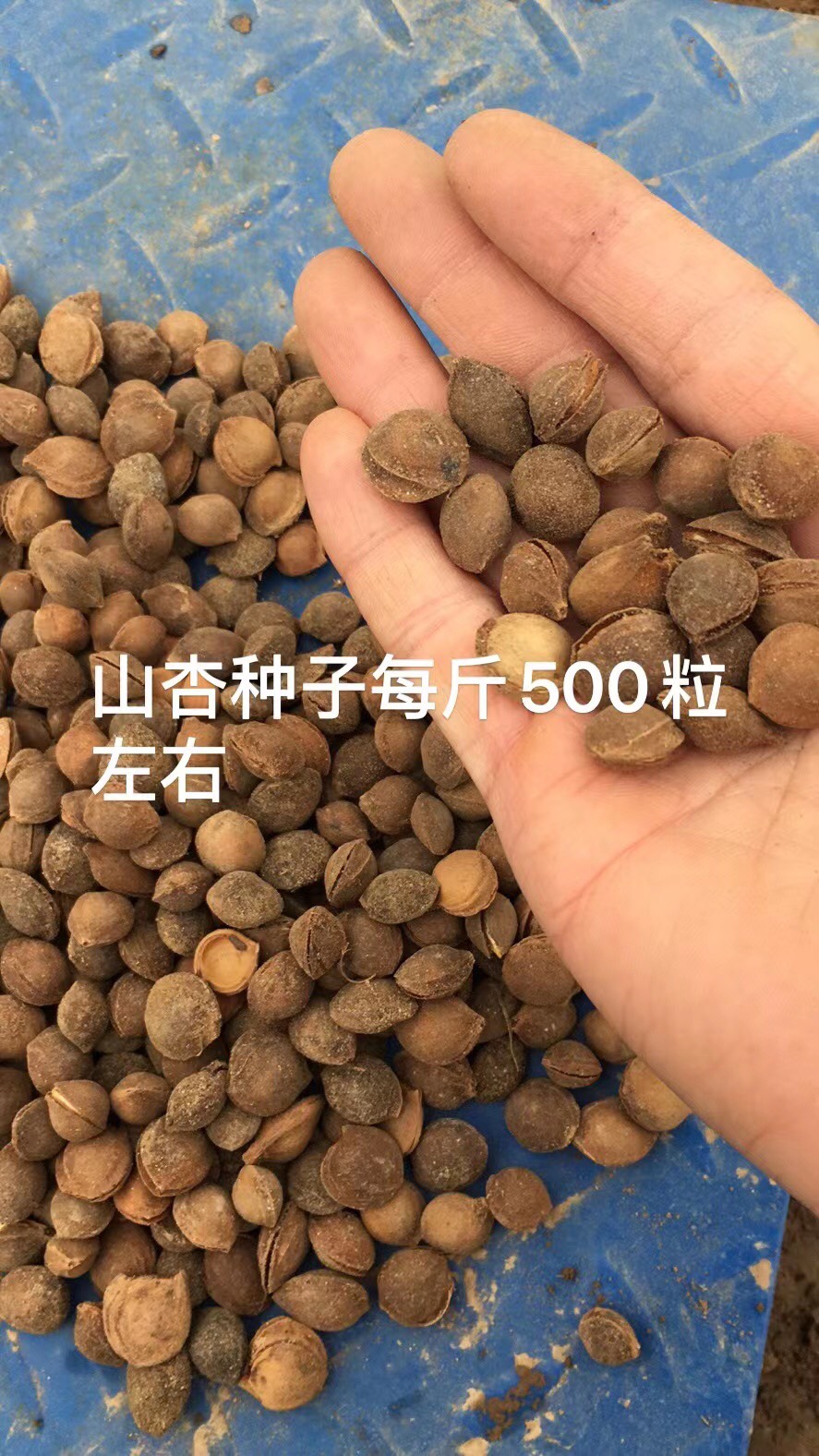 辛集市山杏种子  杏核